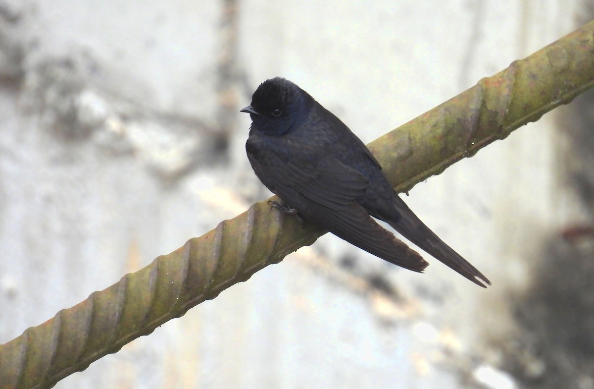 Golondrina Fajiblanca - ML640141613