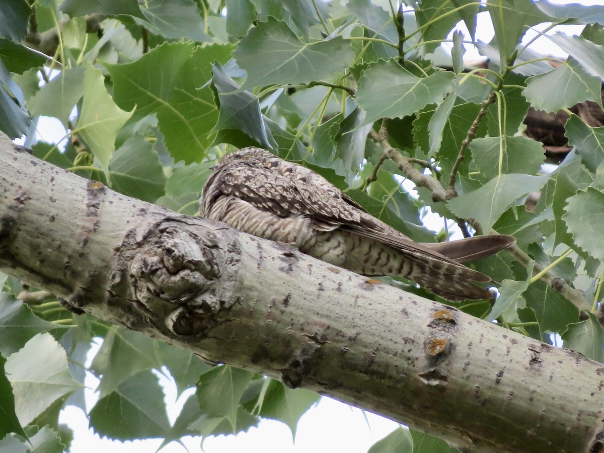 Common Nighthawk - ML640141614