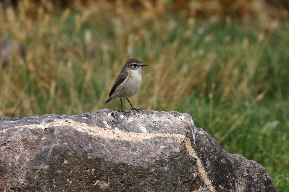 Fuerteventura Stonechat - ML640141615