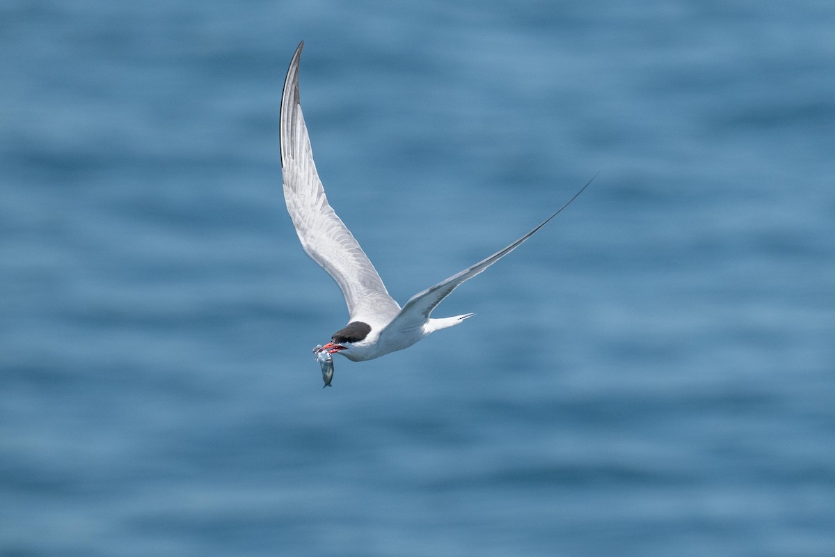 Common Tern - ML640141631