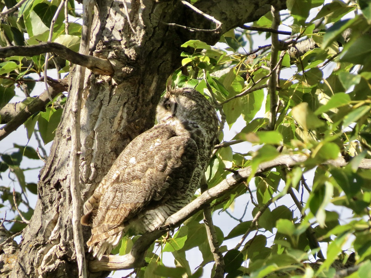Great Horned Owl - ML640141632