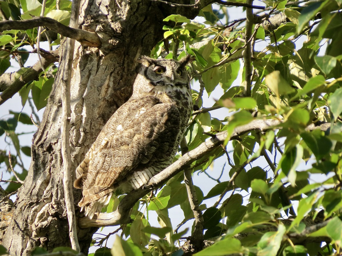 Great Horned Owl - ML640141634