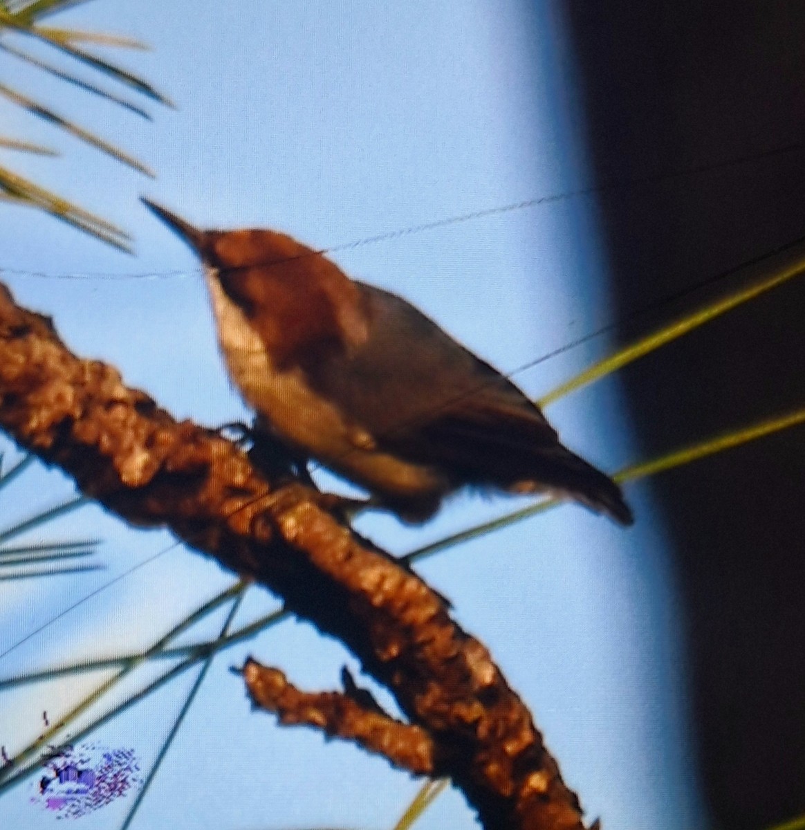 Brown-headed Nuthatch - ML640141644