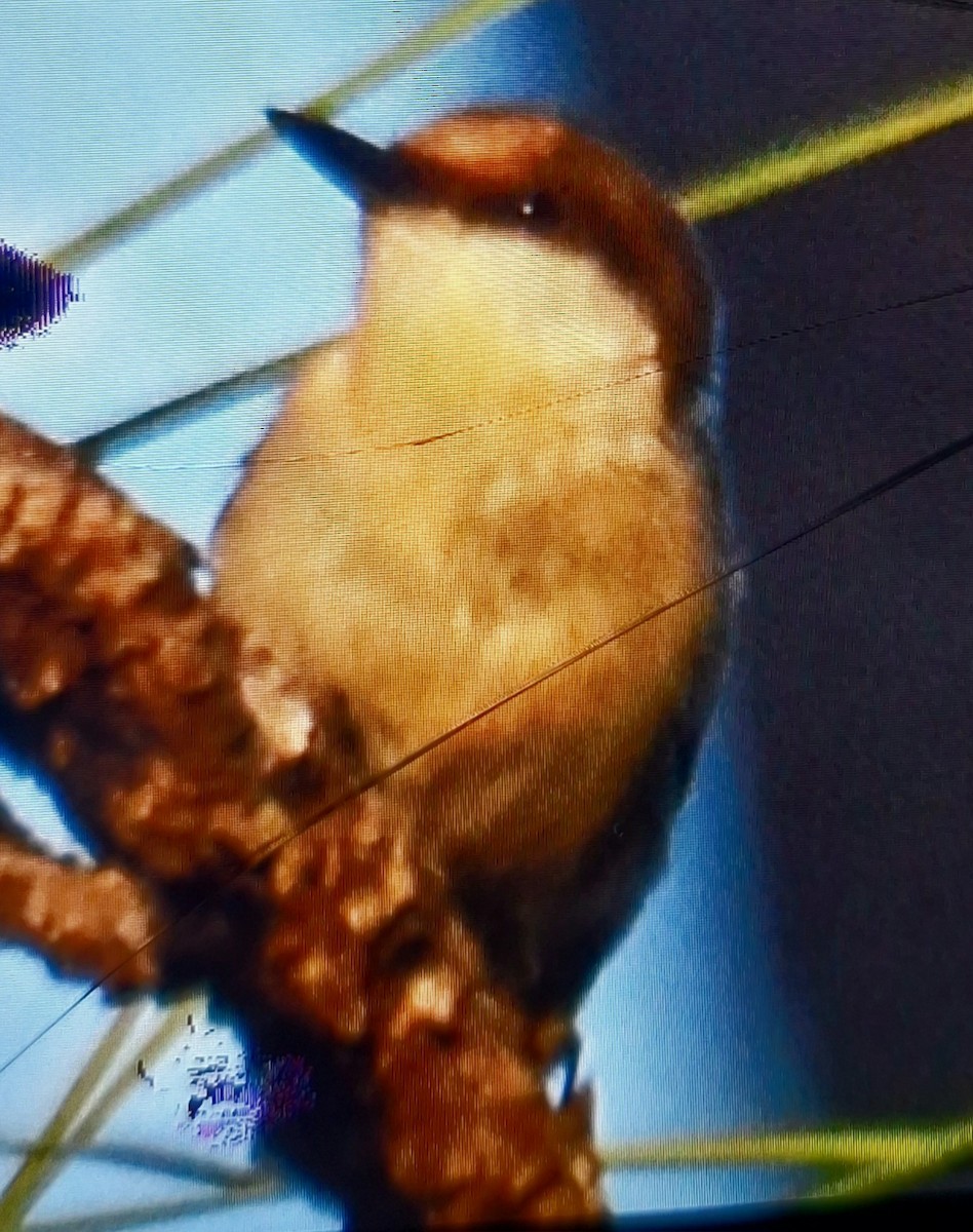 Brown-headed Nuthatch - ML640141645