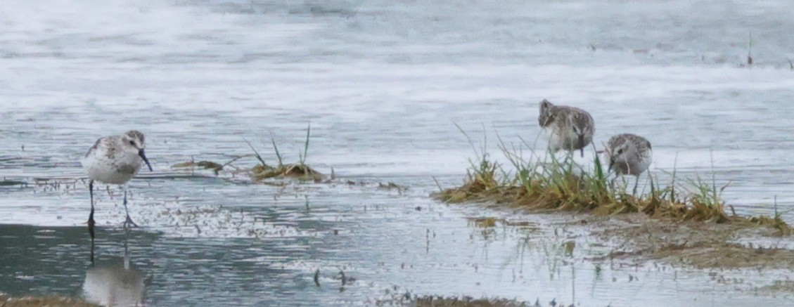 Western Sandpiper - ML640141684