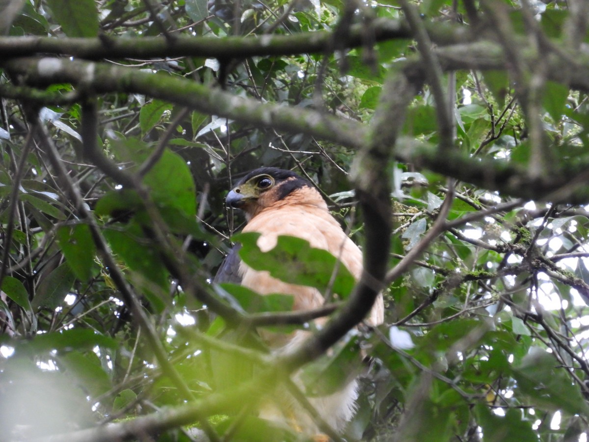 Collared Forest-Falcon - ML640141685