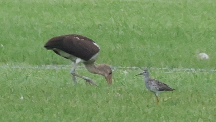 White Ibis - ML640141686