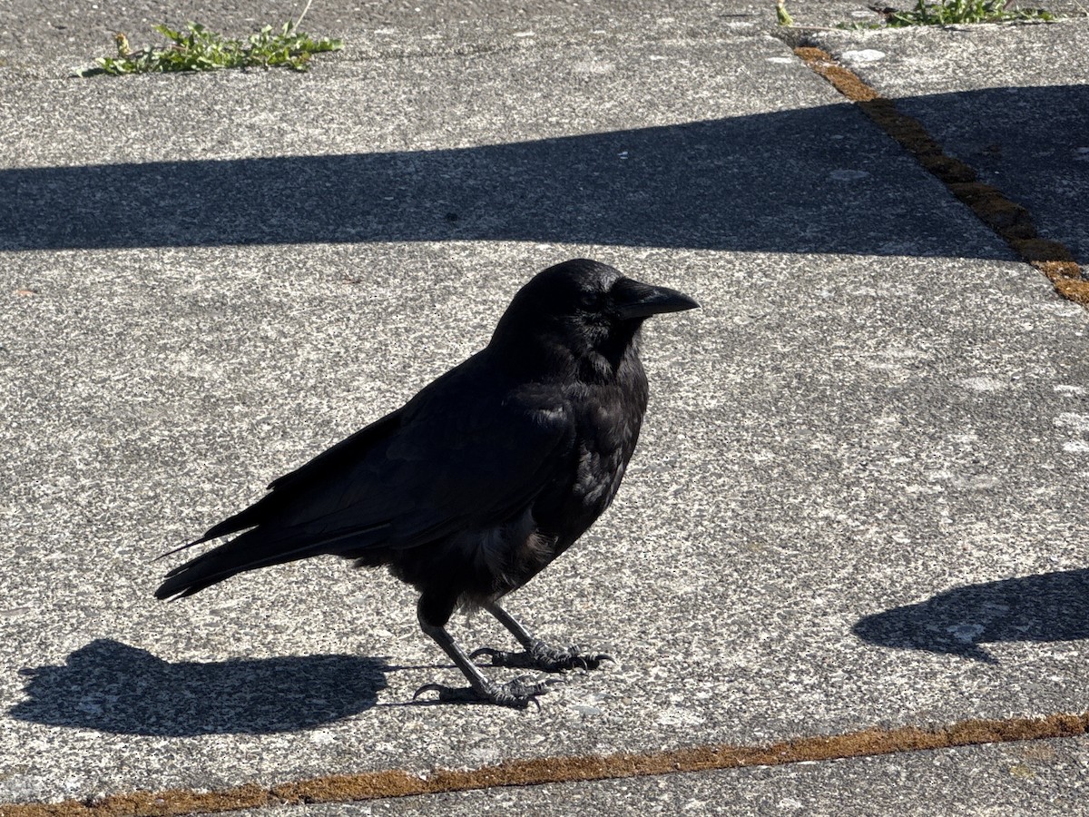 American Crow - ML640141715