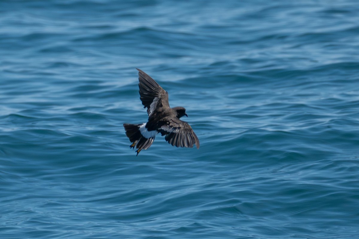 Wilson's Storm-Petrel - ML640141718