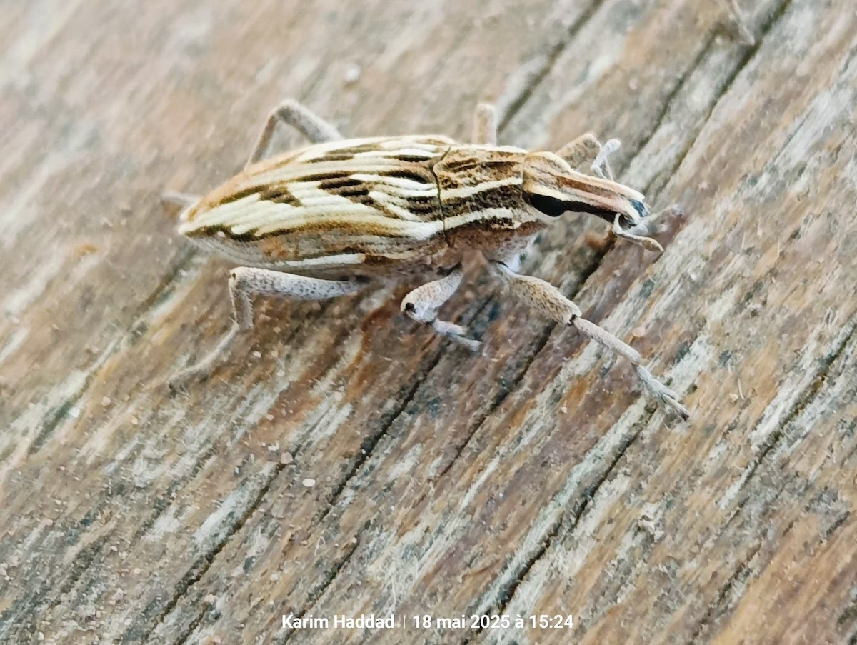 Insectes - ML640141755