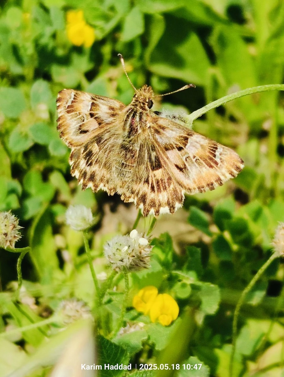 Insectes - ML640141756