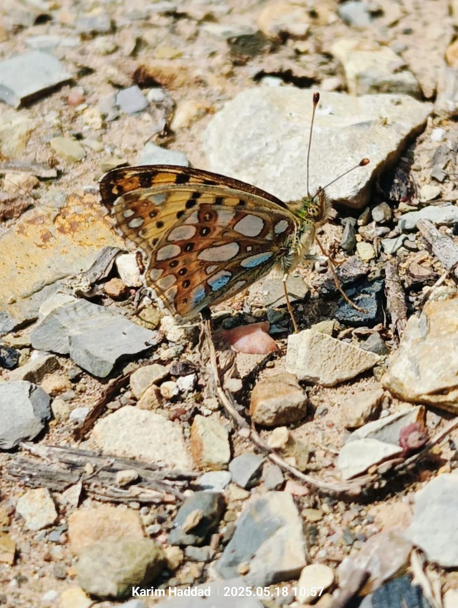 Petit nacré - ML640141757