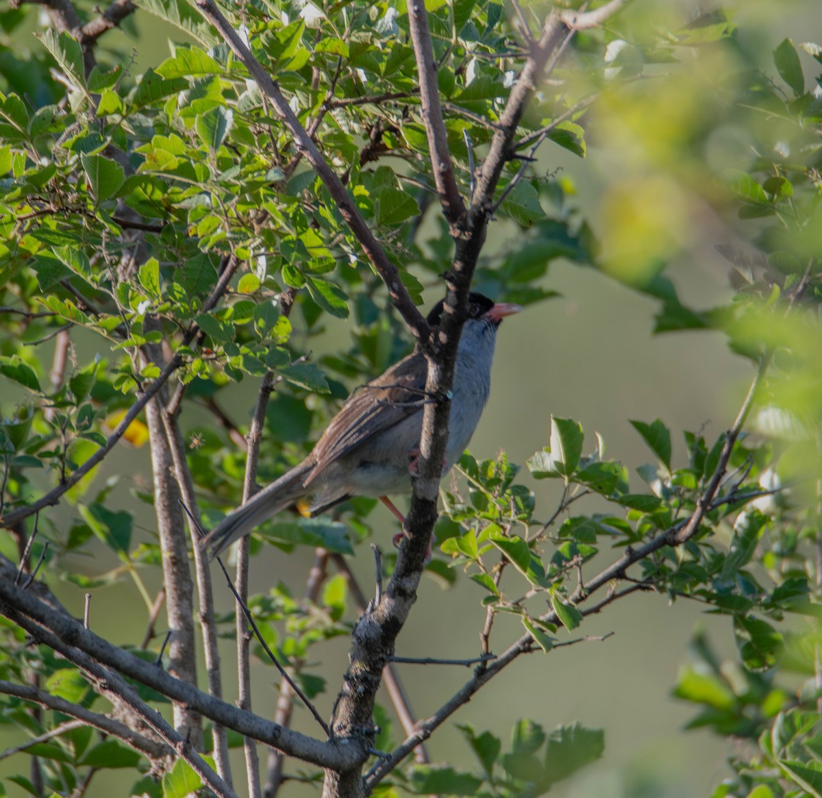 Bush Blackcap - ML640141786