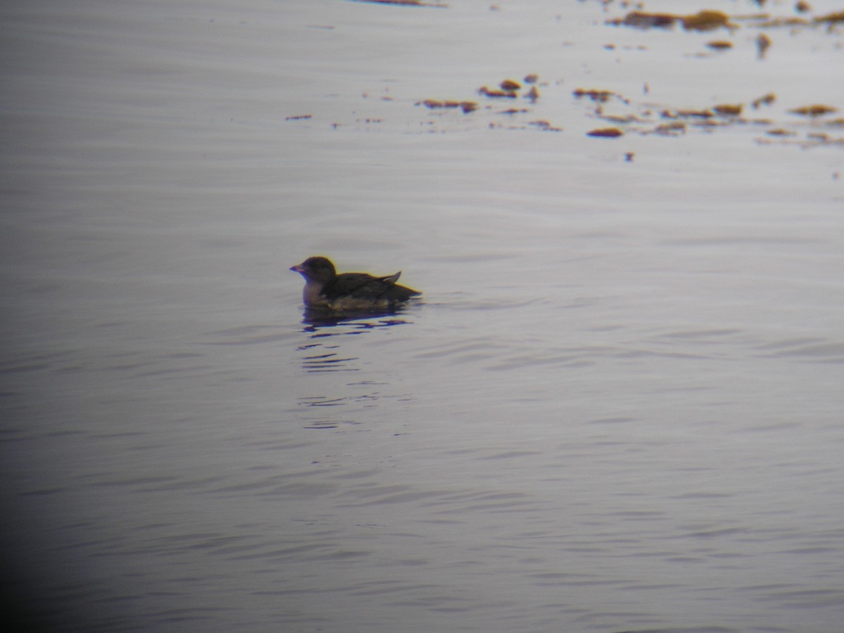 ウトウ - ML640141821