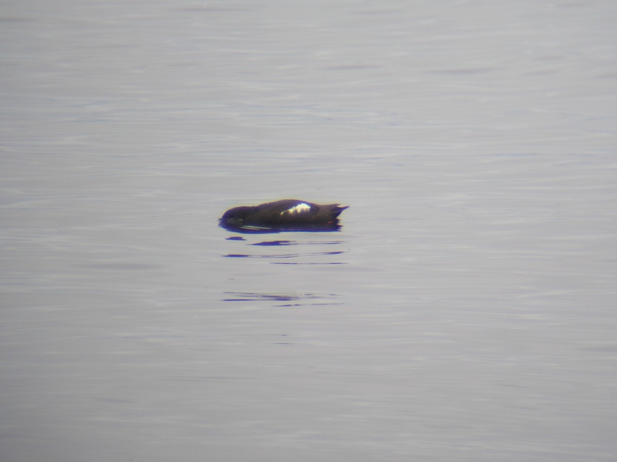 ウミバト - ML640141852