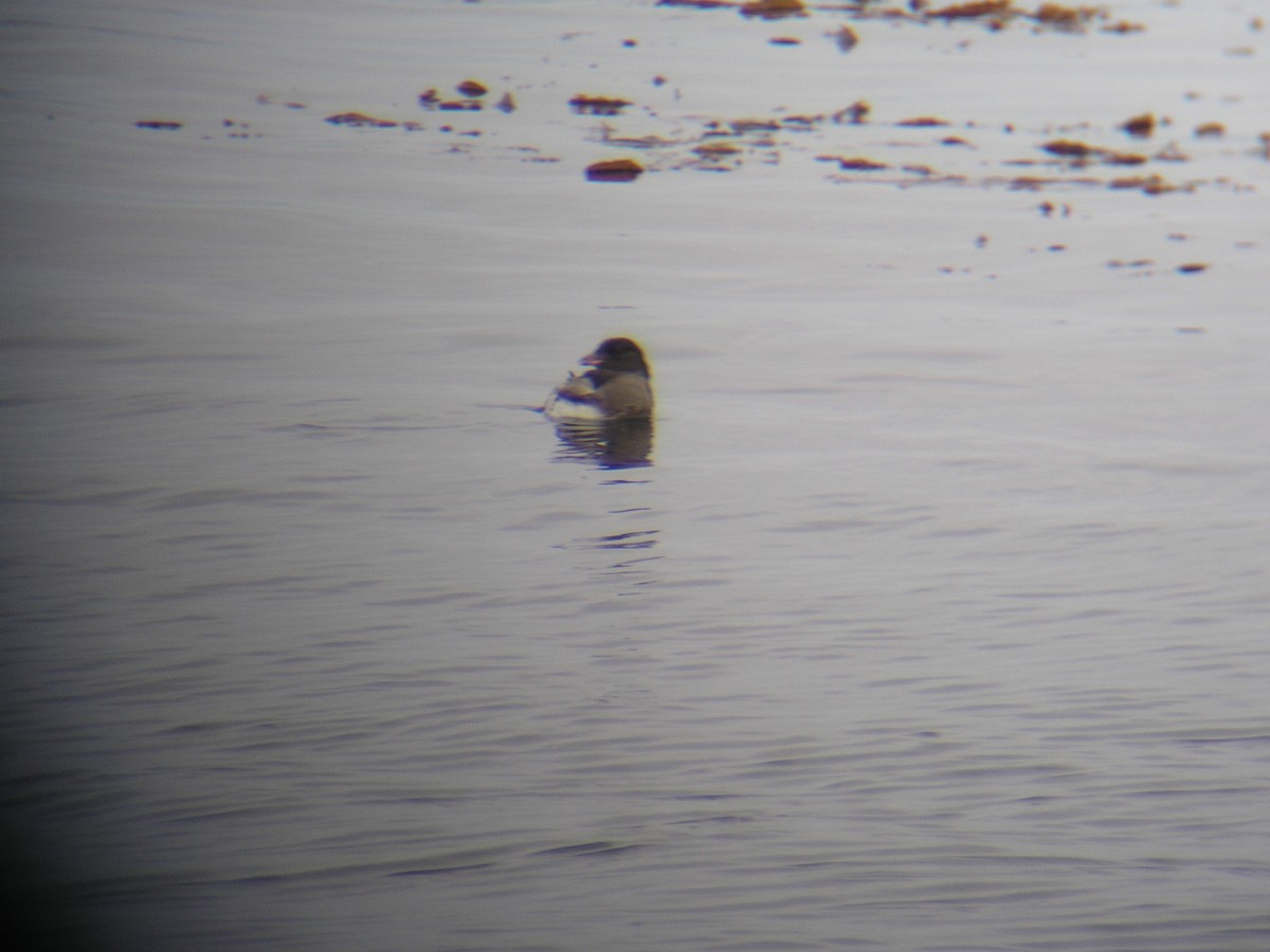 ウトウ - ML640141870