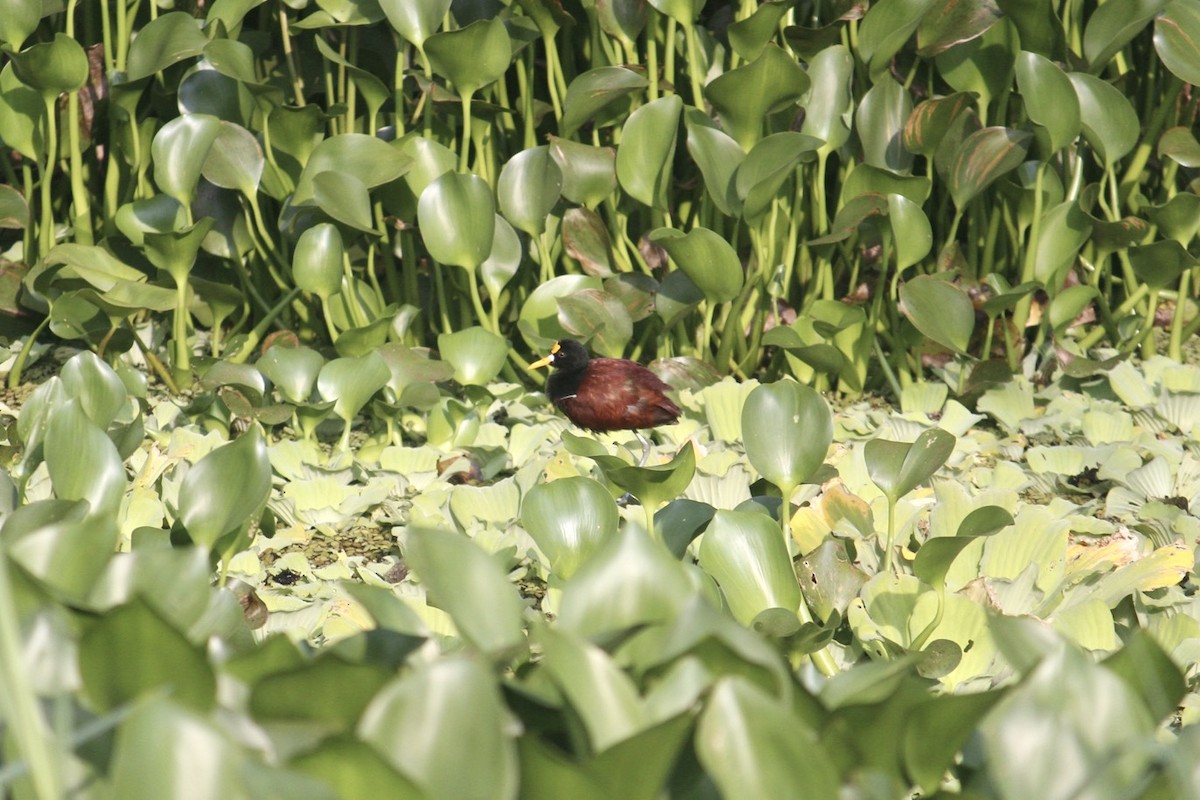 Northern Jacana - ML640141918
