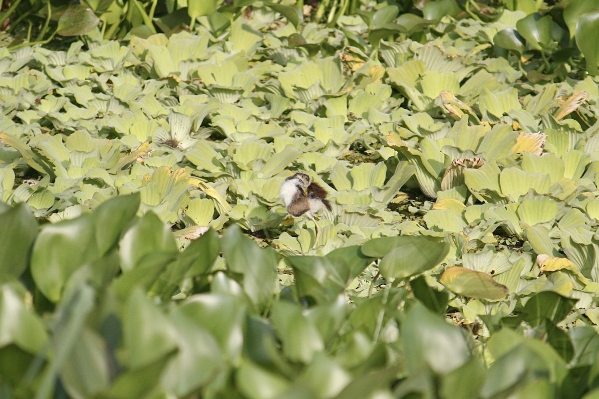 Northern Jacana - ML640141920