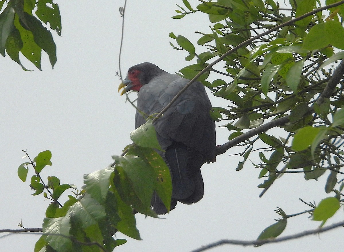 アカノドカラカラ - ML640141951