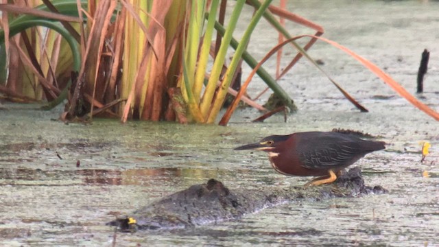 Green Heron - ML640142057