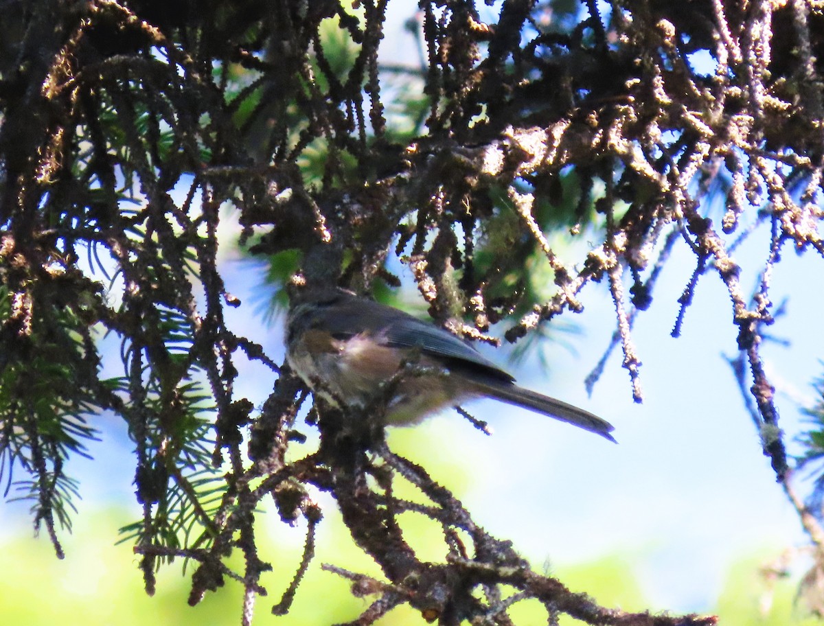 Boreal Chickadee - ML640142090