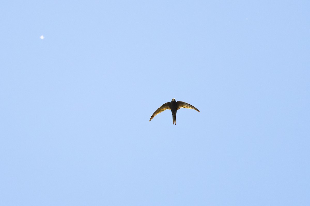 Common Swift - ML640142100