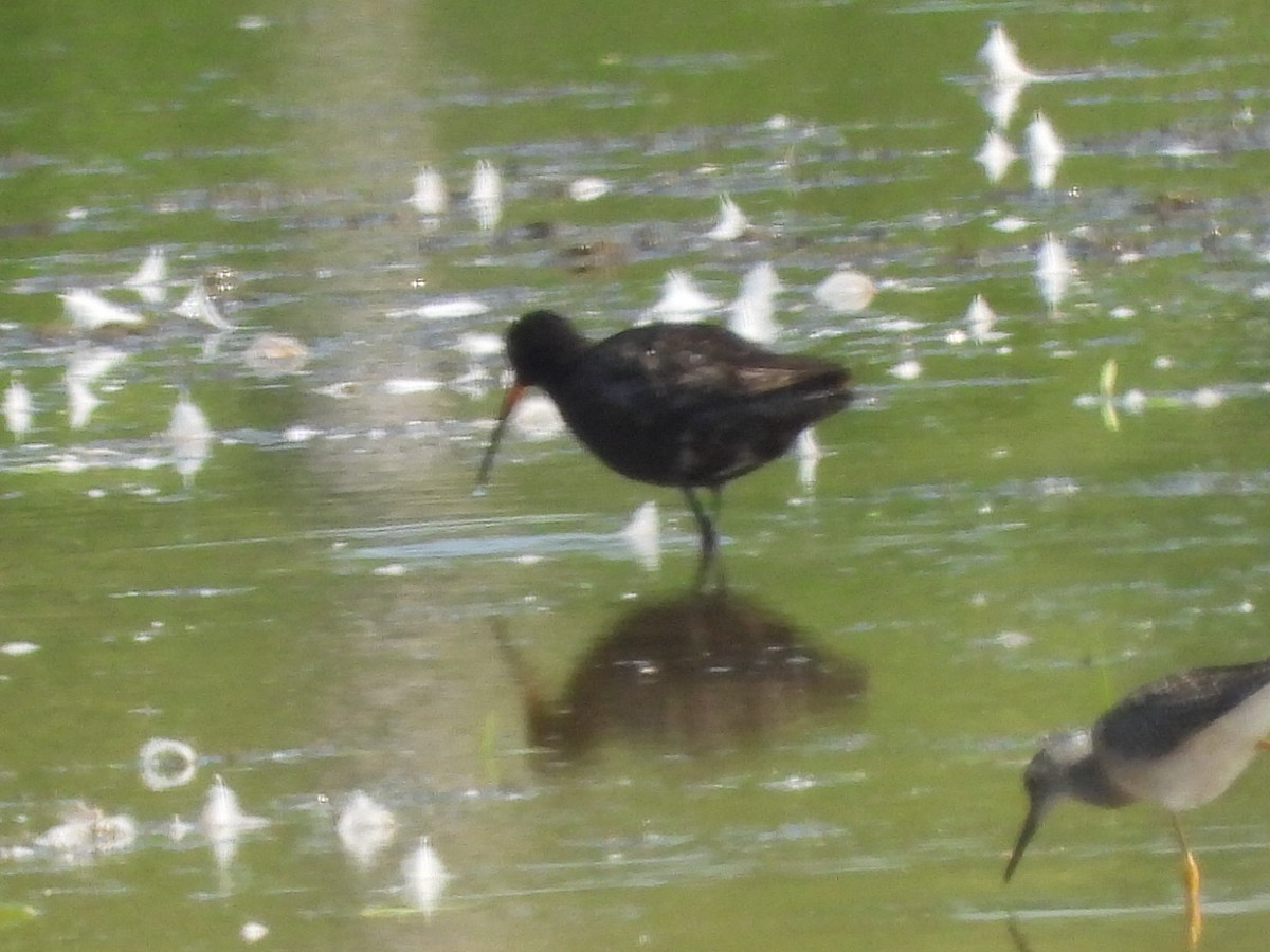 Spotted Redshank - ML640142103