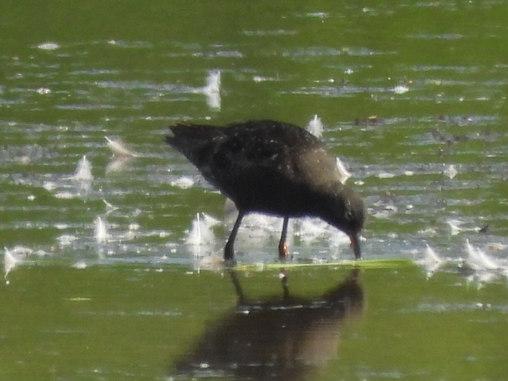 Spotted Redshank - ML640142104