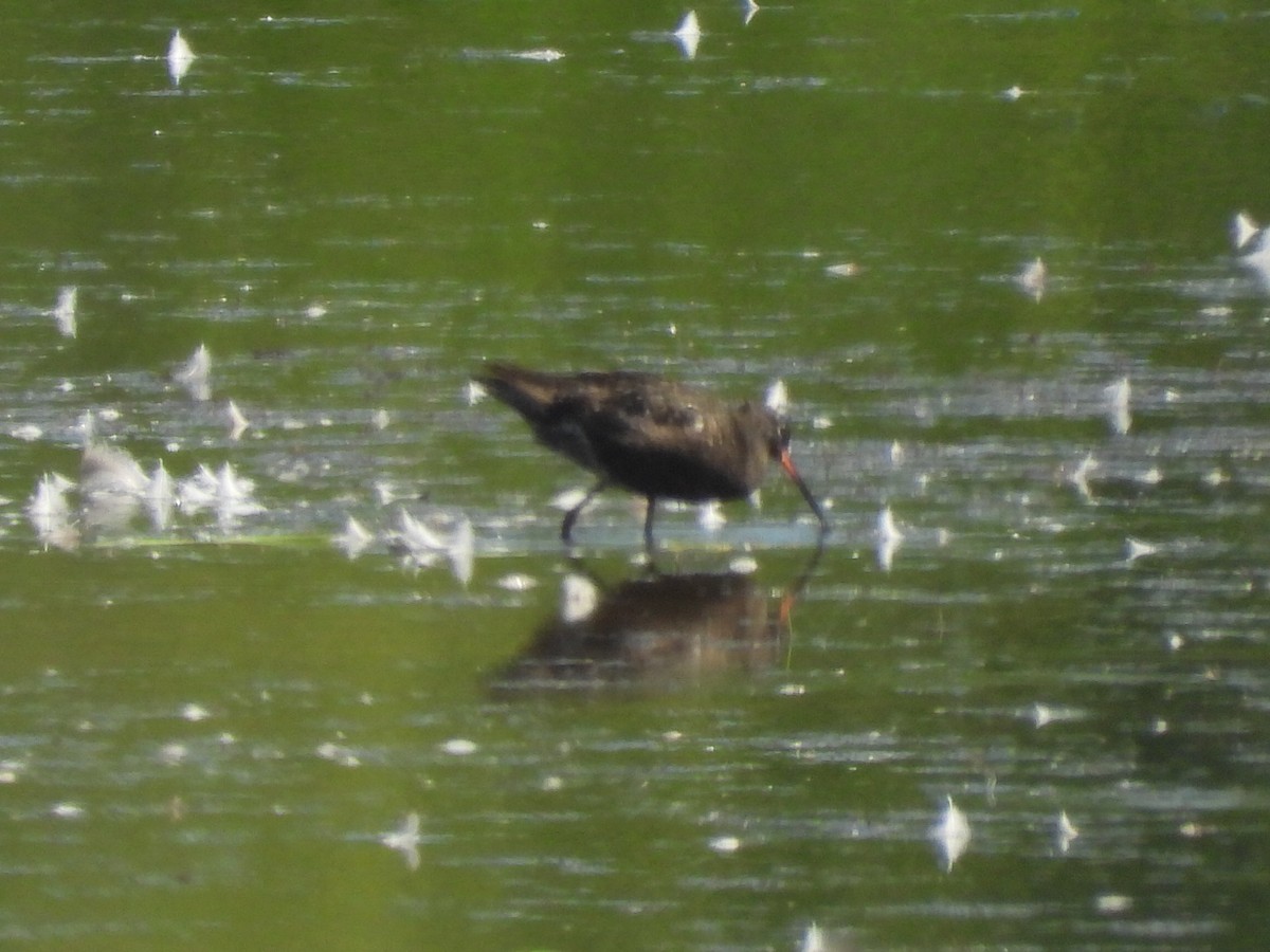 Spotted Redshank - ML640142105