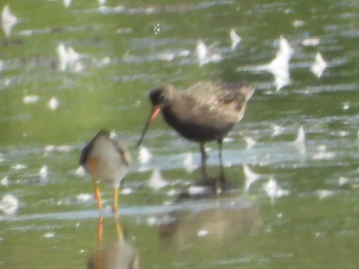 Spotted Redshank - ML640142106