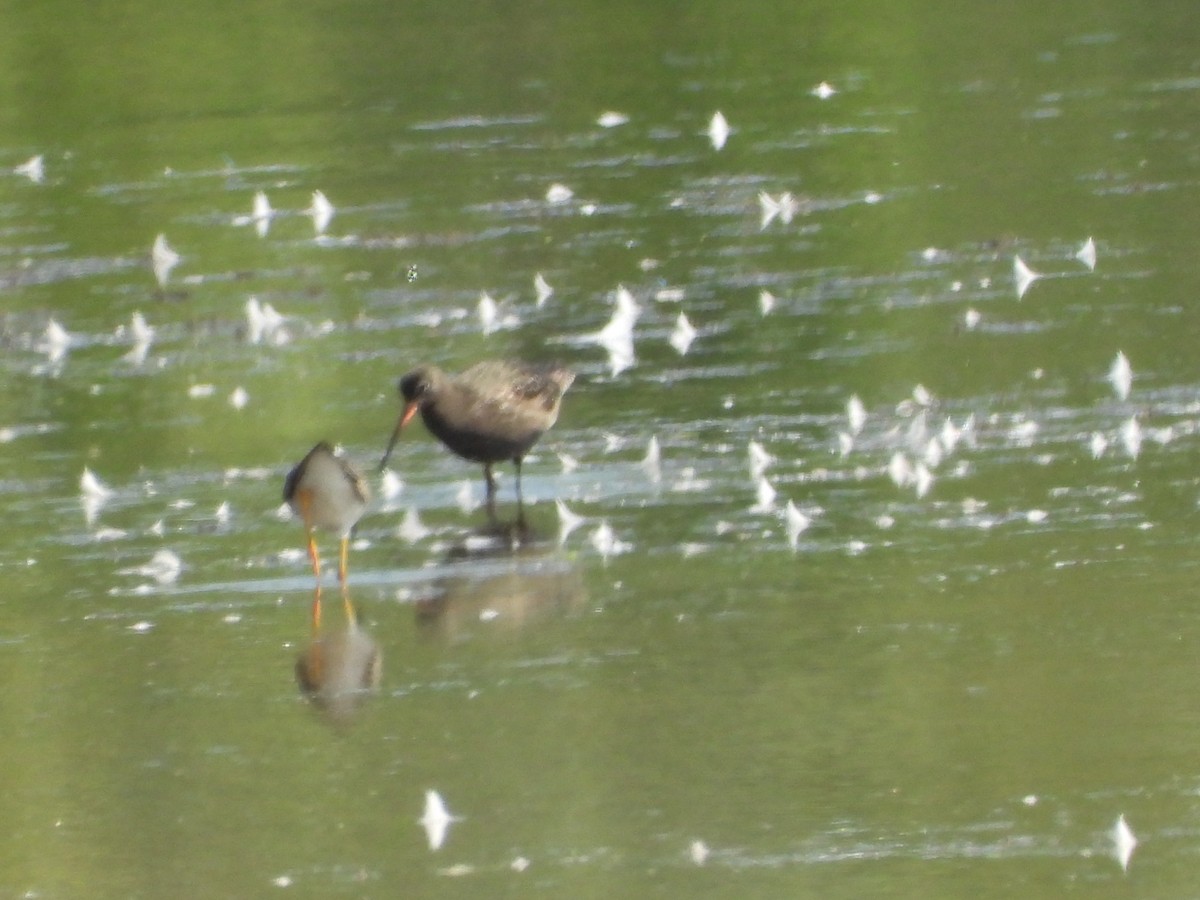 Spotted Redshank - ML640142107