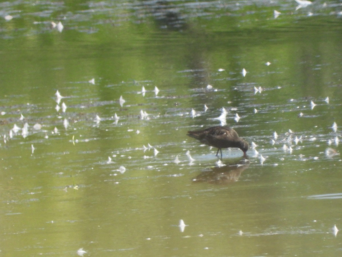 Spotted Redshank - ML640142109