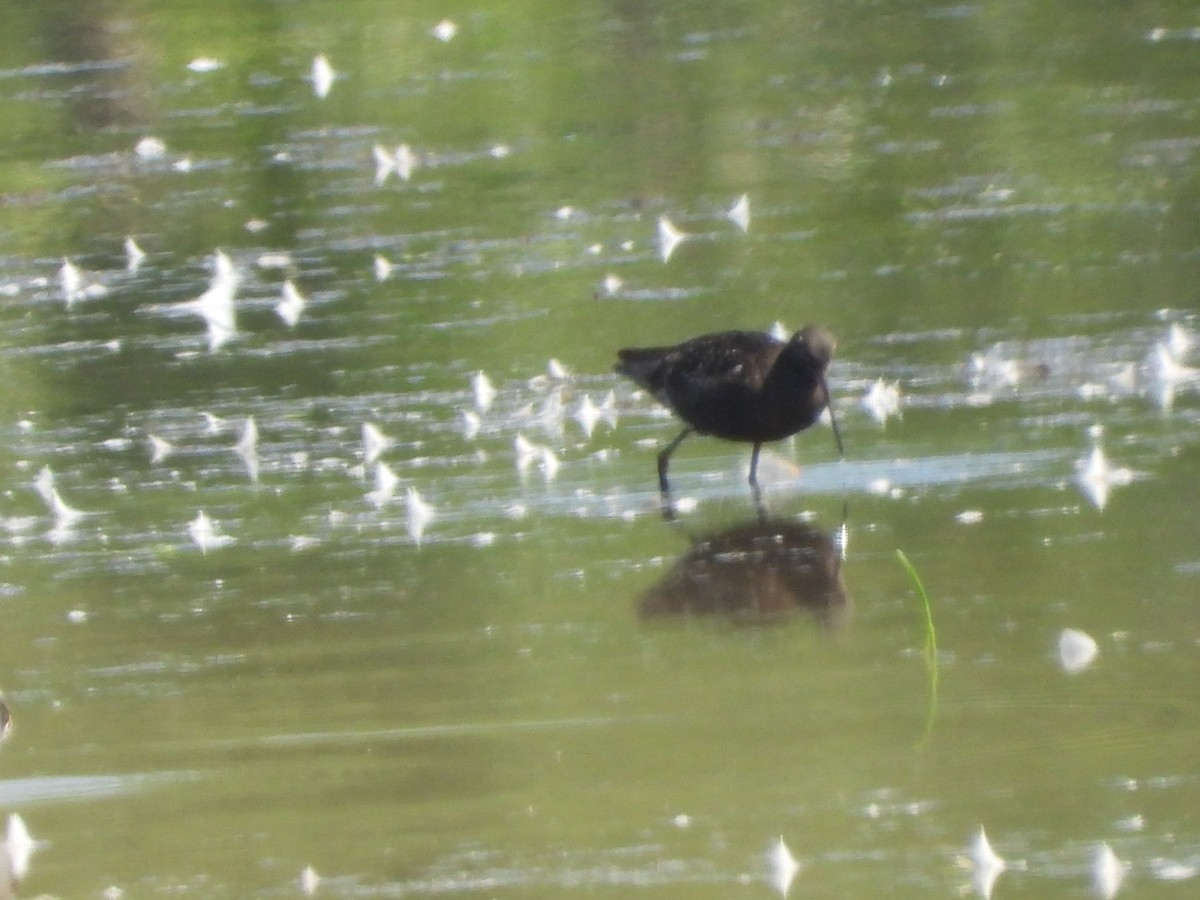 Spotted Redshank - ML640142110