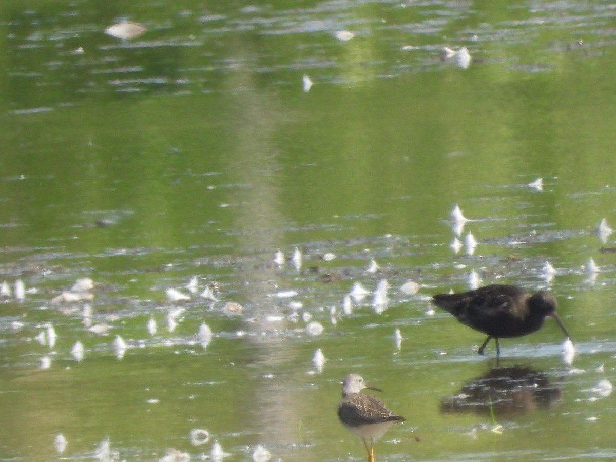 Spotted Redshank - ML640142111