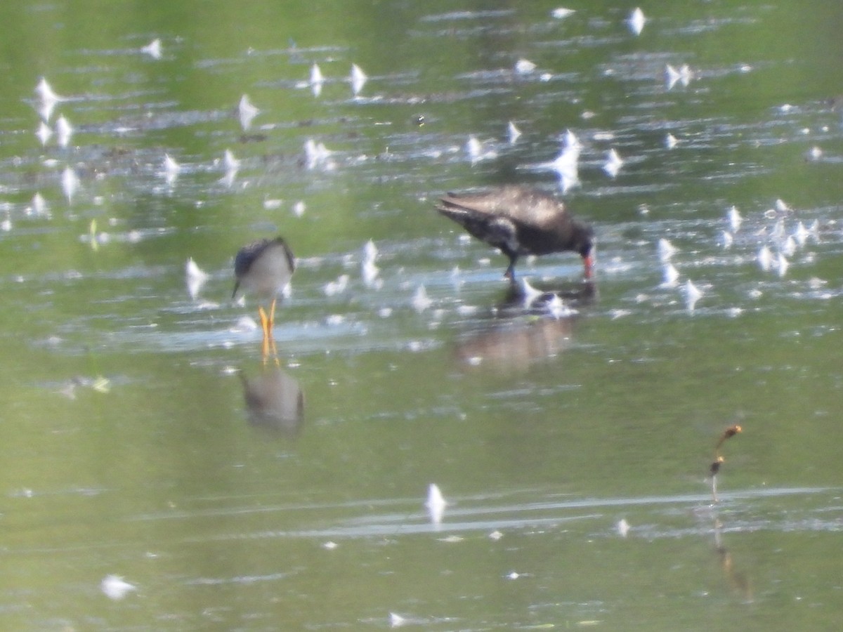 Spotted Redshank - ML640142112