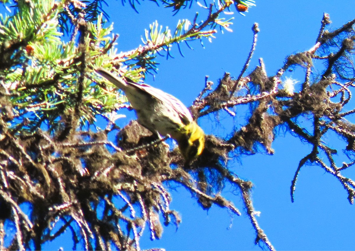 Townsend's Warbler - ML640142114