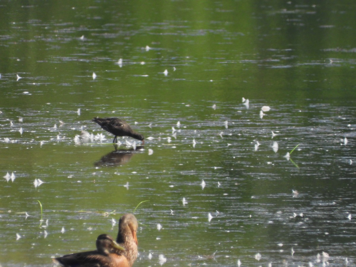 Spotted Redshank - ML640142115