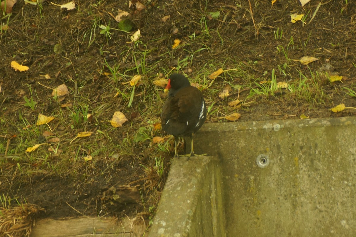 Gallinella d'acqua - ML640142142