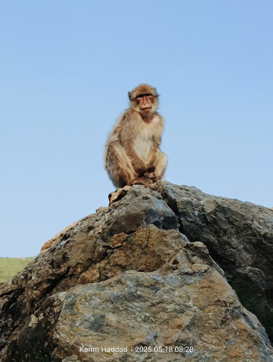 Macaque de Barbarie - ML640142160