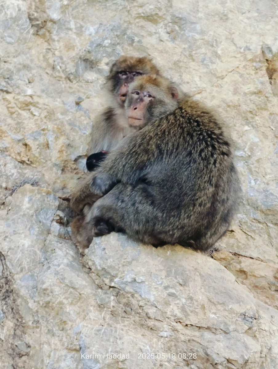 Macaque de Barbarie - ML640142185