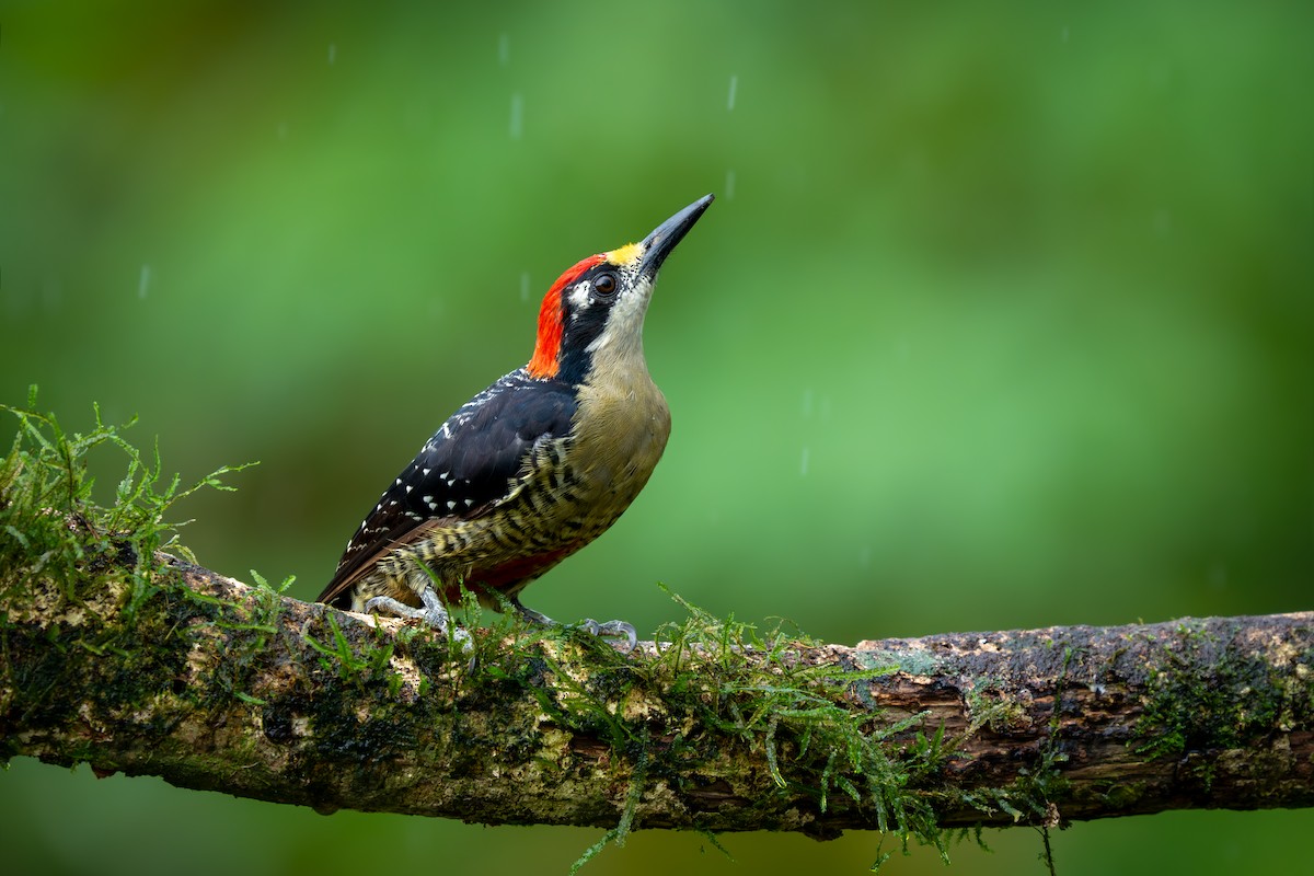 Black-cheeked Woodpecker - ML640142196