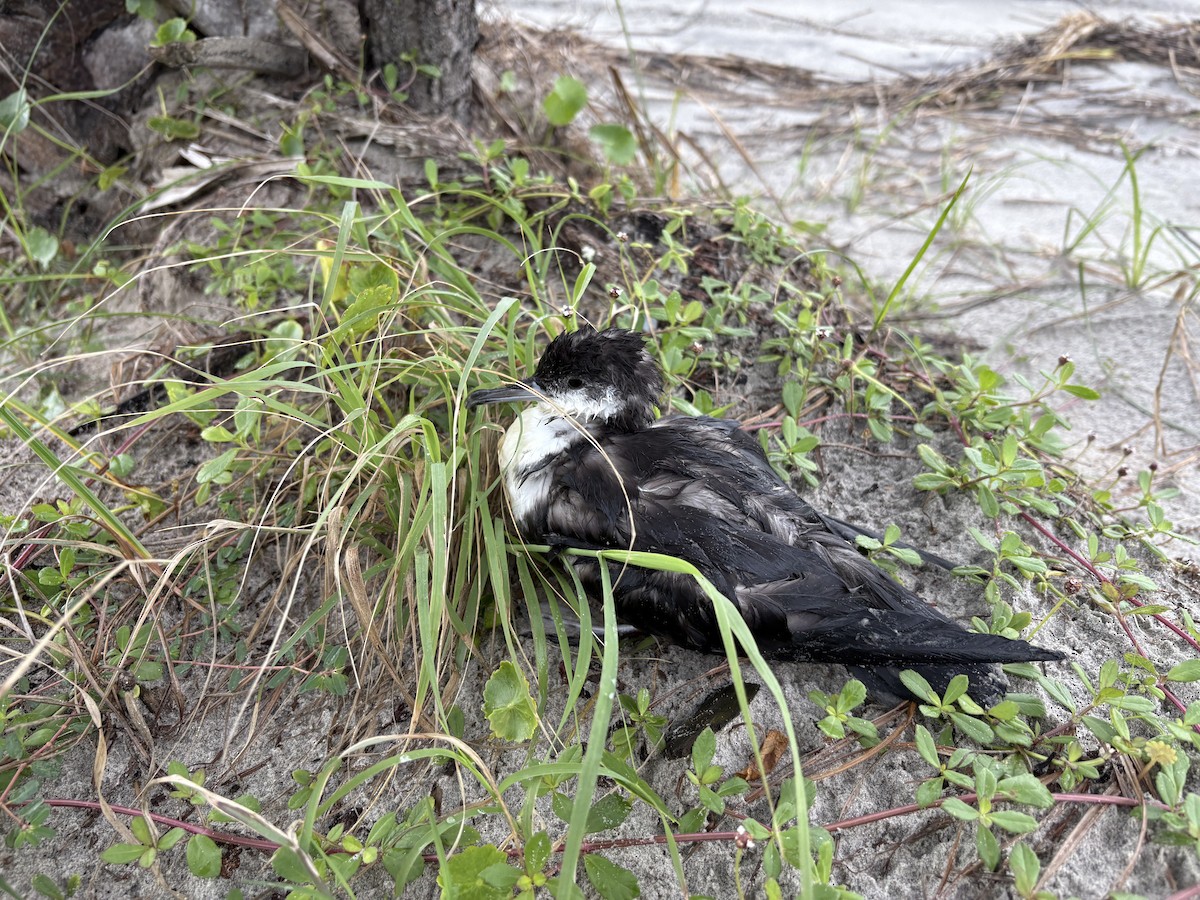 Sargasso Shearwater - ML640142203