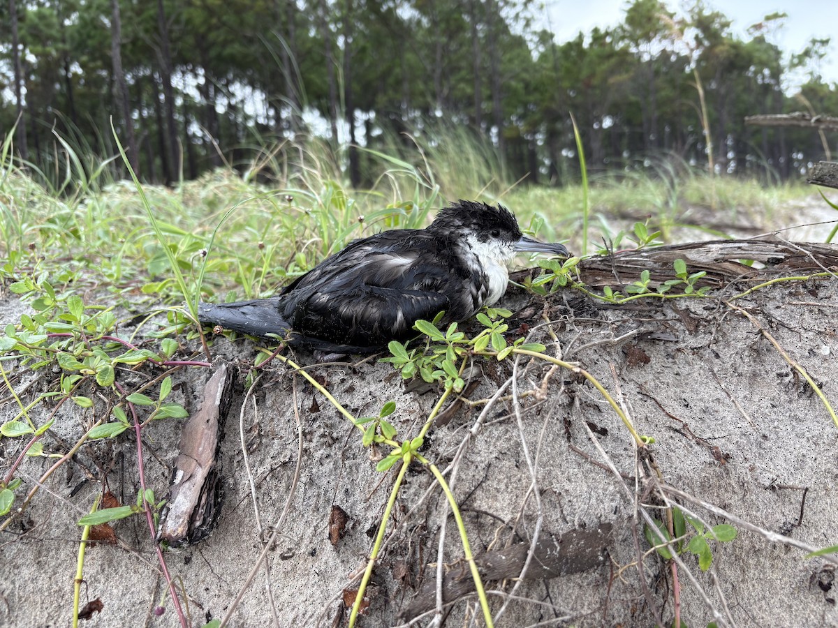 Sargasso Shearwater - ML640142204