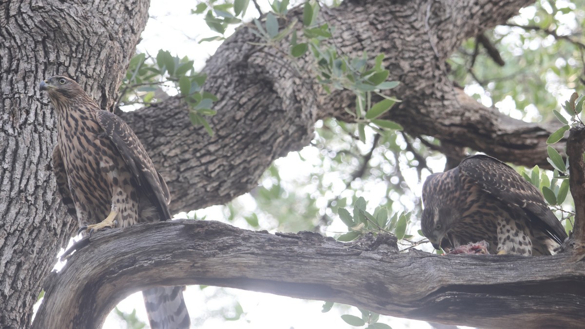 American Goshawk - ML640142246
