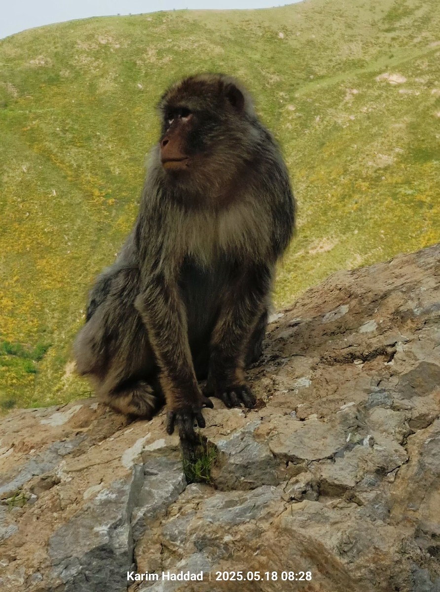 Macaque de Barbarie - ML640142288