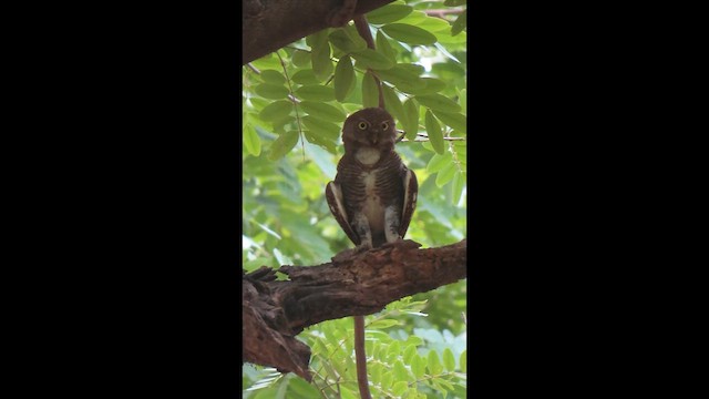 Jungle Owlet - ML640142327