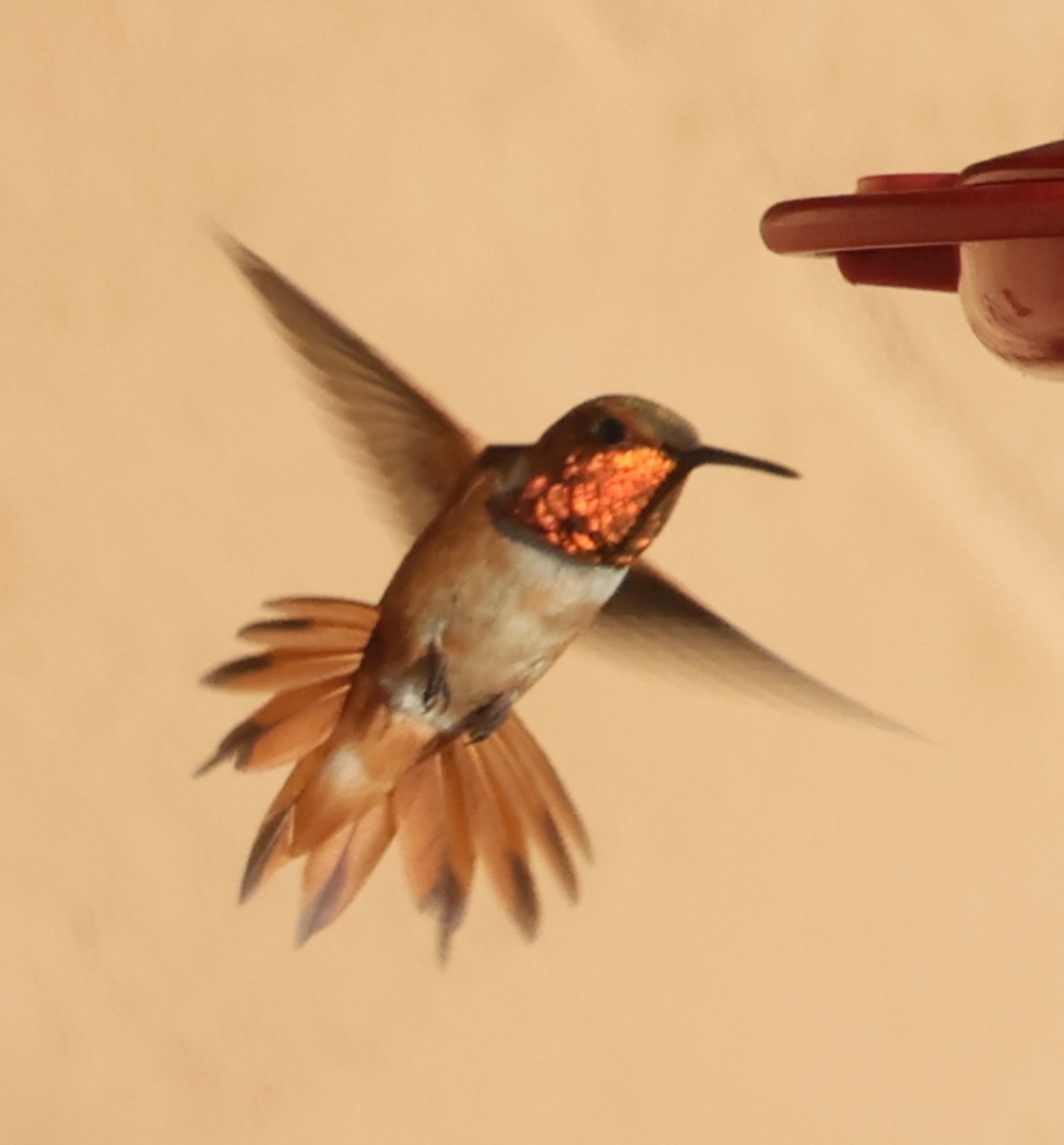 Rufous Hummingbird - ML640142345