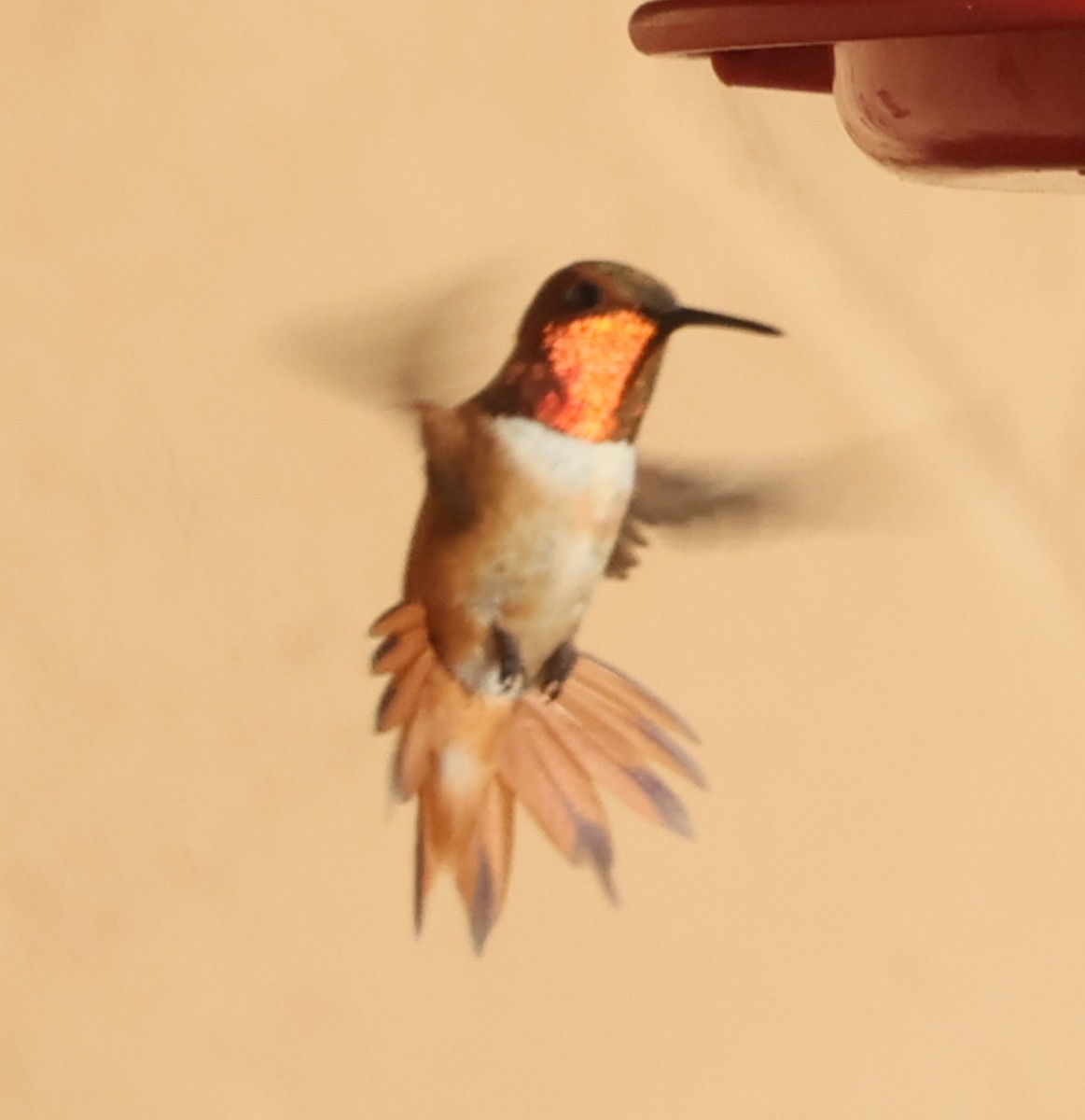 Rufous Hummingbird - ML640142346