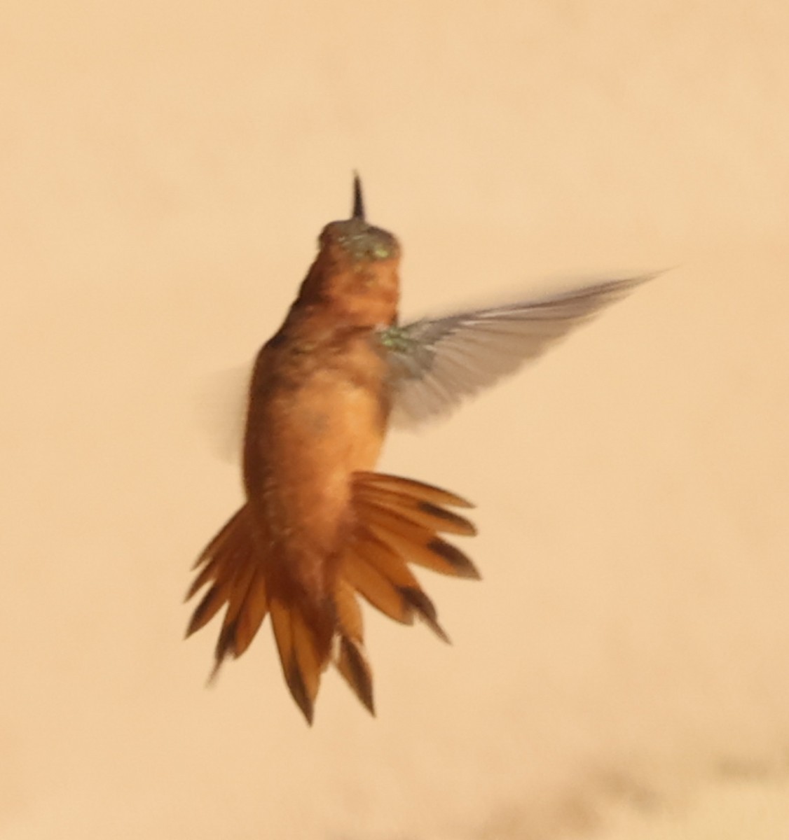 Rufous Hummingbird - ML640142347
