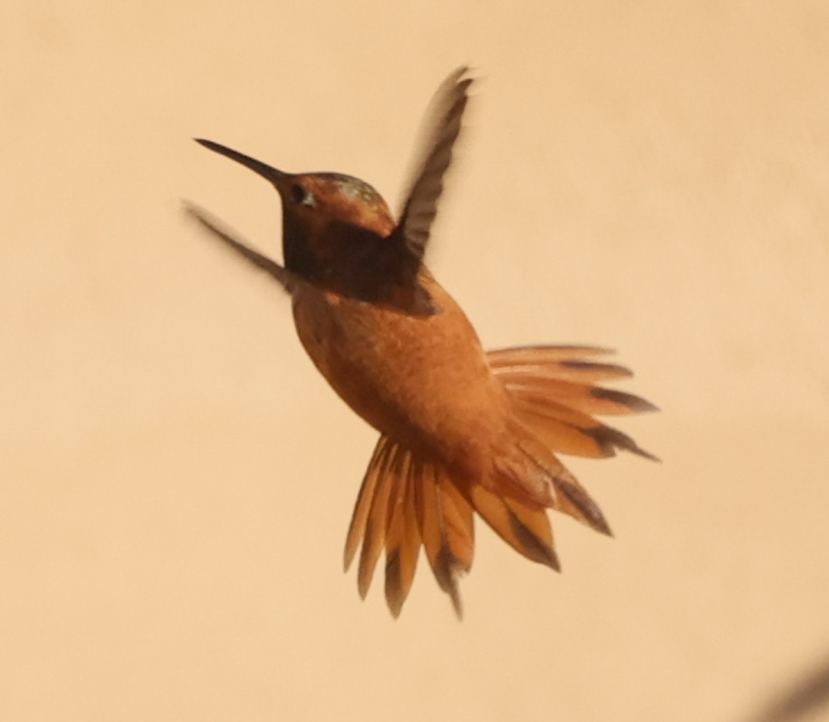 Rufous Hummingbird - ML640142348